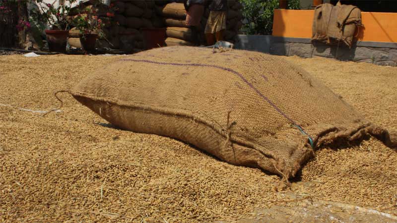 Paddy Seeds